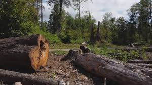 Professional Tree Care in Fritch, TX