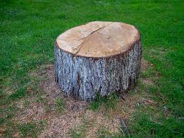 How Our Tree Care Process Works  in  Fritch, TX