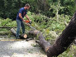 Best Fruit Tree Pruning  in Fritch, TX