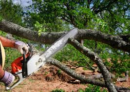 Best Lawn Maintenance Plans  in Fritch, TX