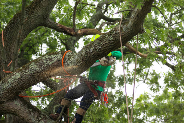 Best Hedge Trimming  in Fritch, TX