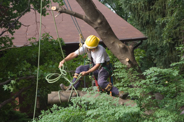 Best Storm Damage Tree Cleanup  in Fritch, TX