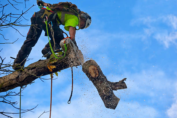 Best Leaf Removal  in Fritch, TX