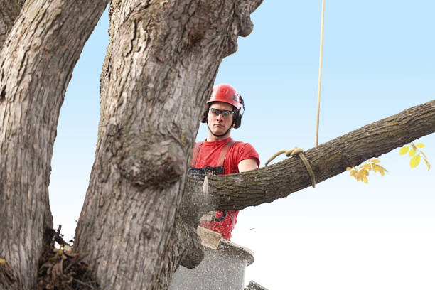 Best Firewood Processing and Delivery  in Fritch, TX
