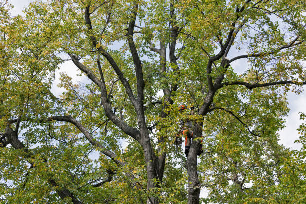 Best Arborist Consultation Services  in Fritch, TX