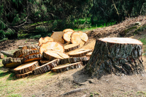 Best Tree Cabling and Bracing  in Fritch, TX